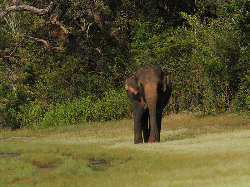 Sri Lanka two weeks itinerary